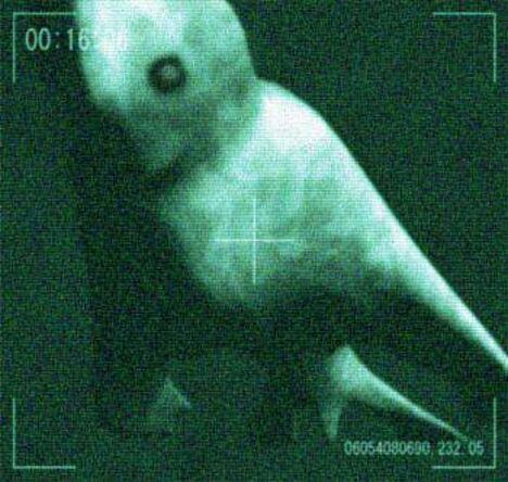 Ningen Wiki Urban Legends Cryptids Amino