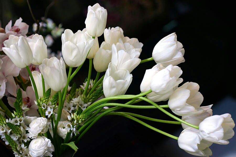 Flowers Meaning In Korean Drama K Amino As Most Of Us Knows Tulip Have Diffe Meaning Depending On Their Colour White Tulips Mean Love Is Lost