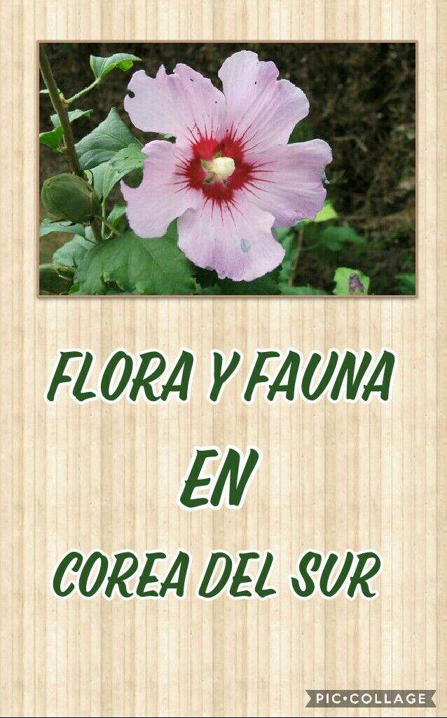 🌳🐙Flora y Fauna En Corea Del Sur🐙🌳 •KDRAMA• Amino 🌳🐙Flora y Fauna En Corea Del Sur🐙🌳 •KDRAMA• Amino