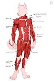 Un poco de anatomía para mis furros Furry Español Amino