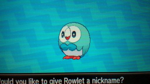 Shiny Rowlet! 