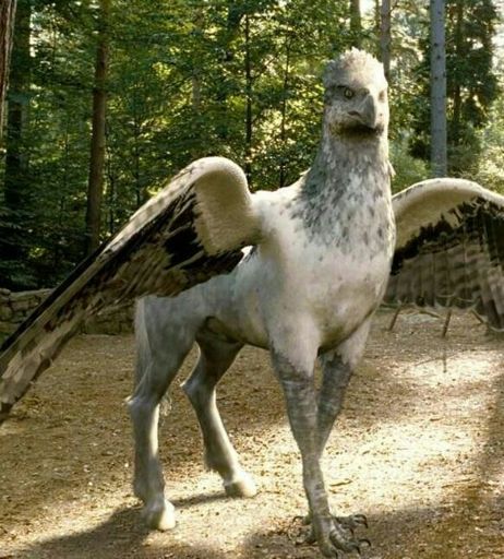 Buckbeak | Wiki | Harry Potter Amino