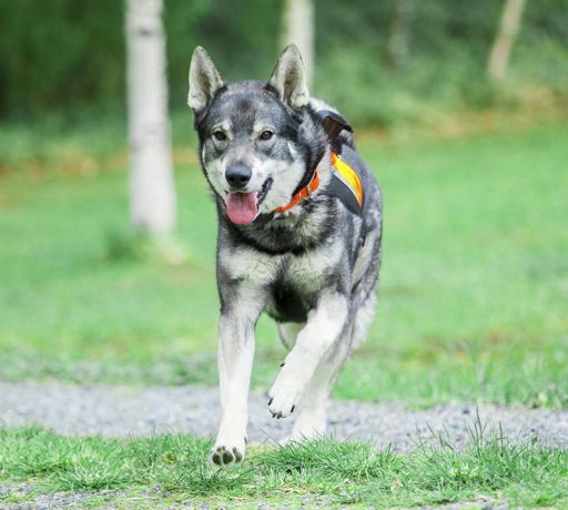 are swedish elkhounds dominant dogs