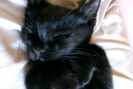 Image result for images for goodnight black cats