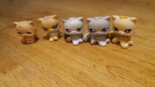 Cats | Wiki | LPS Amino