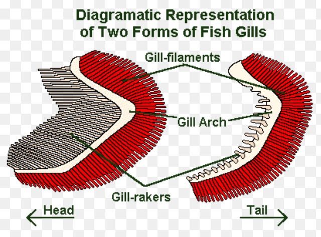 gills-fishkeepers-amino-amino