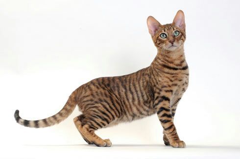 °CAT PELTS° | Warriors Amino