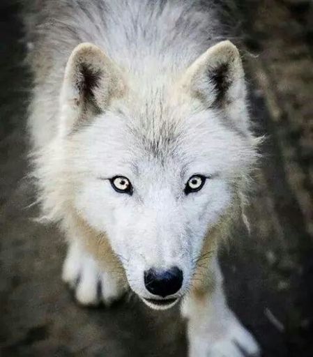 Bildergebnis fÃ¼r wolf with white eyes