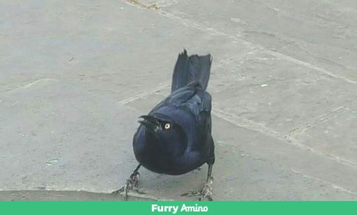 bird on crack | Wiki | Furry Amino