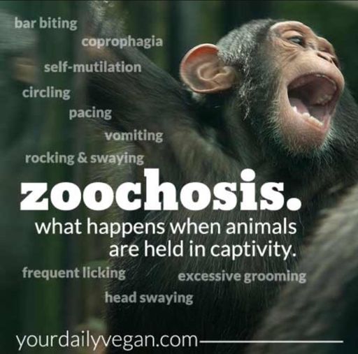 Are Zoos Vegan? | Vegan Amino