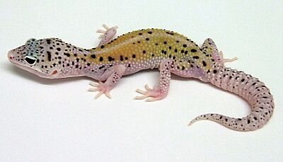 Leopard Gecko Morph Chart