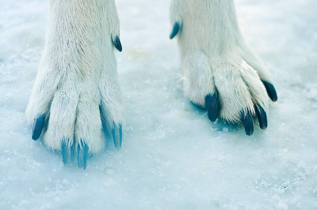 arctic wolf aj arctic wolf aj