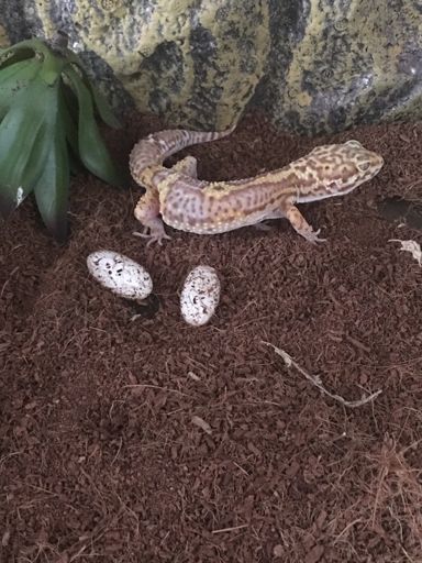 Leopard Gecko Eggs | Reptiles Amino