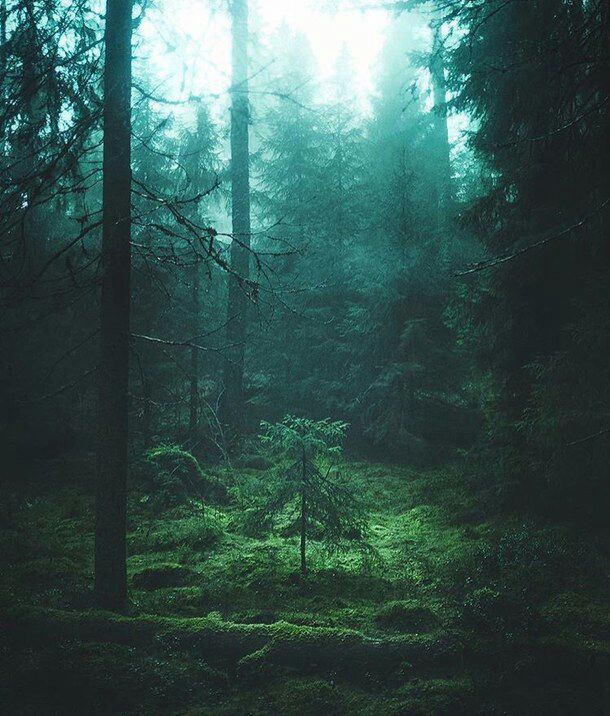 Aesthetics Background Forest/Woods | Studying Amino Amino