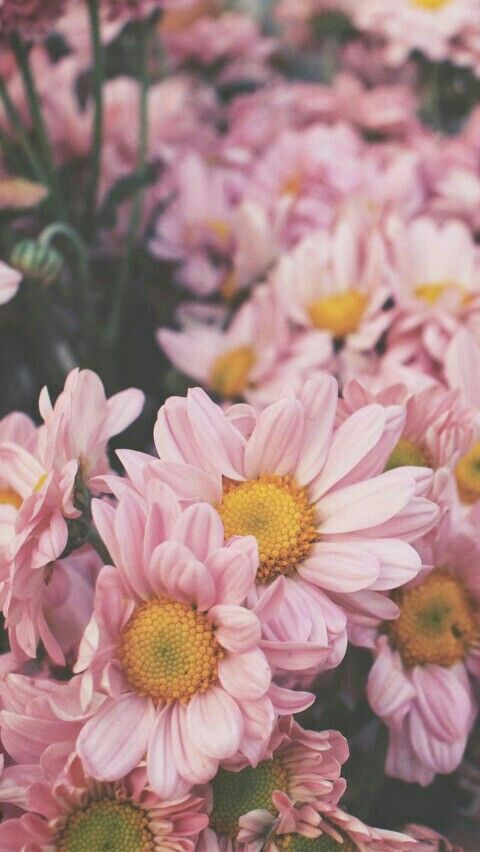 Aesthetics Background Floral | Studying Amino Amino