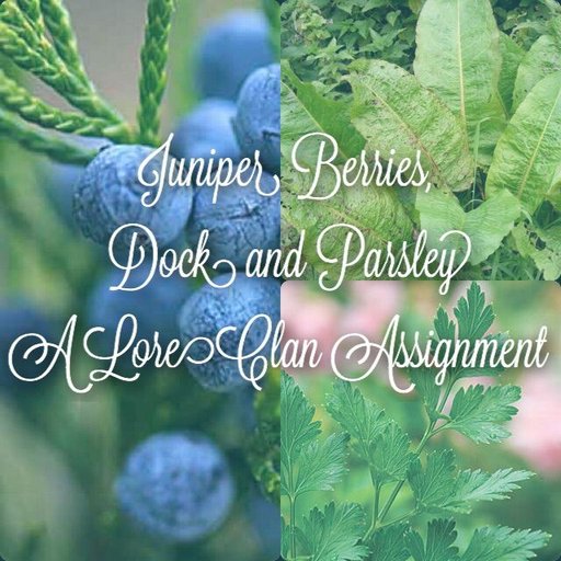 Juniper Berries, Dock, and Parsley Analysis With Real World Comparsion Warriors Amino