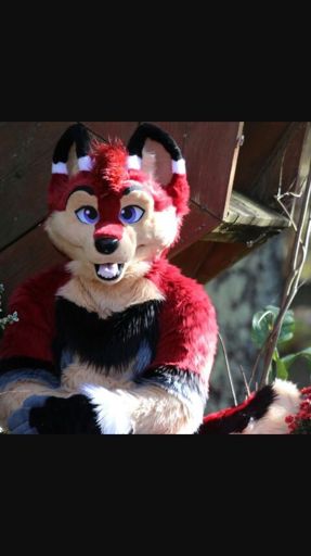 Booker Fox Wiki Furry Amino