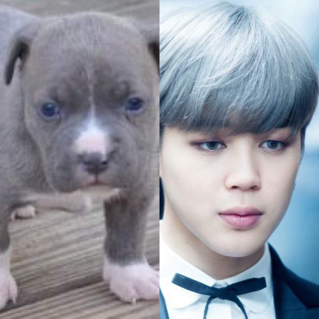 BTS as Dogs!!! | ARMY's Amino