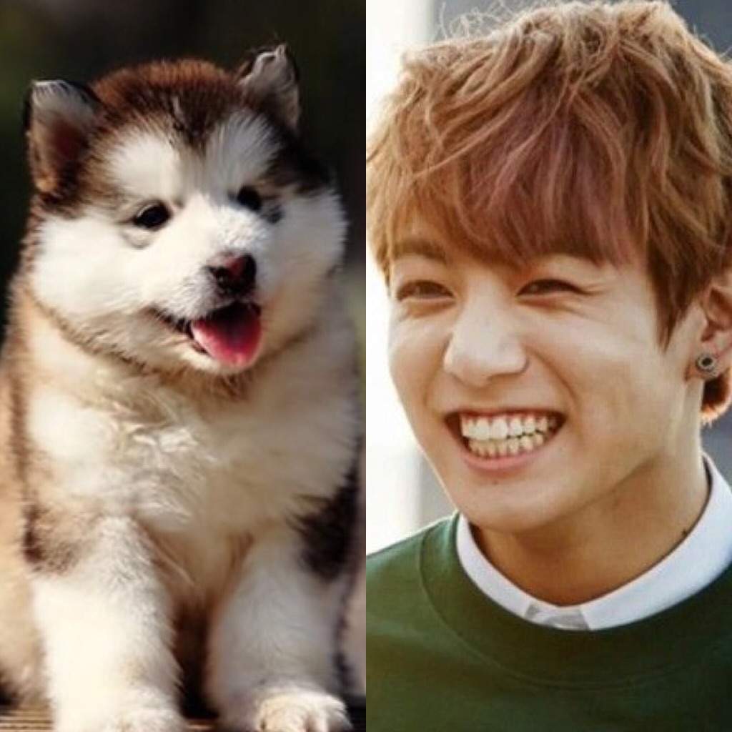 BTS as Dogs!!! | ARMY's Amino