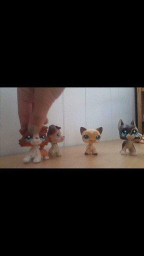 Rare Lps | Lps - Photography Amino Amino