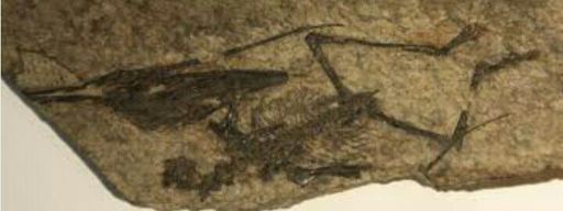 Nemicolopterus 