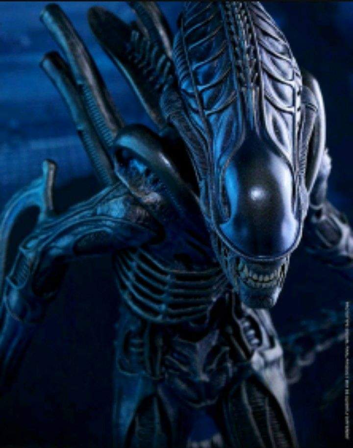 Xeno Wiki Alien Versus Predator Universe Amino