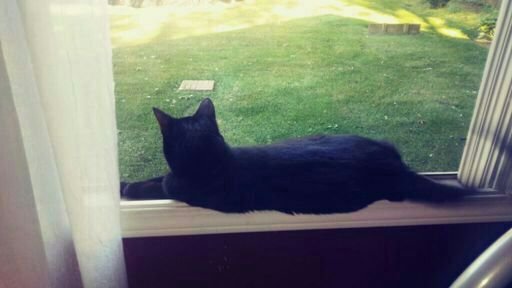 American Shorthairs Neko Amino