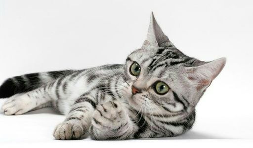 American Shorthairs Neko Amino