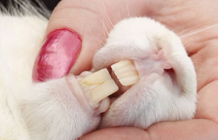 rabbit-teeth-pets-amino