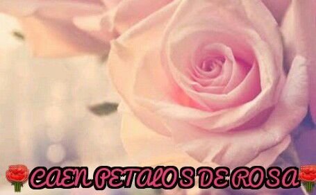 me encontre una rosa