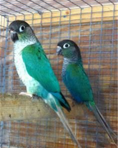 turquoise green check conure wiki animal amino amino green cheek conure chart