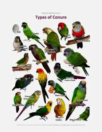 green cheek conure varieties