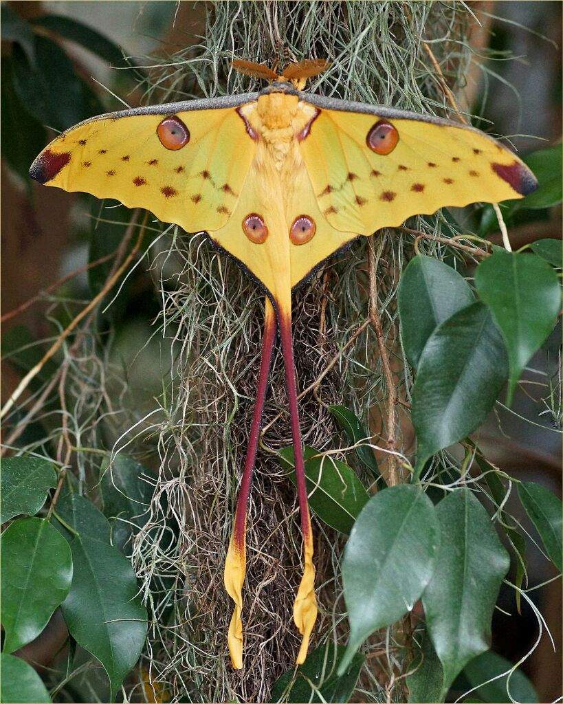 Бабочка Сатурния Мадагаскарская