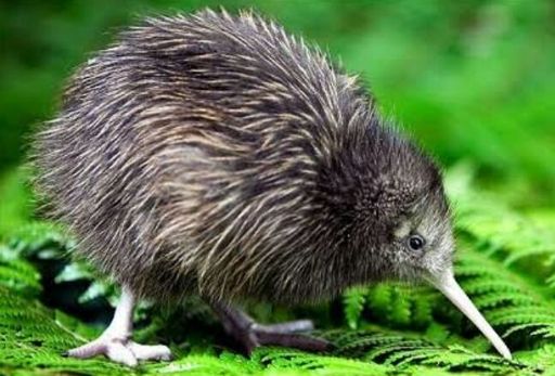 Kiwi | Wiki | 🌎 Mundo Animal 🐯 Amino