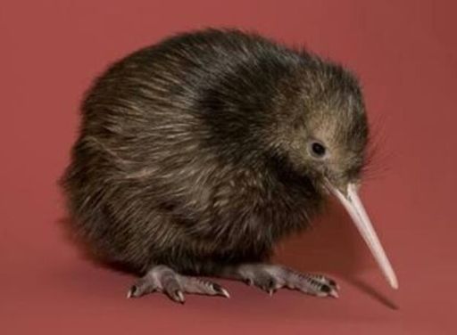 Kiwi | Wiki | 🌎 Mundo Animal 🐯 Amino