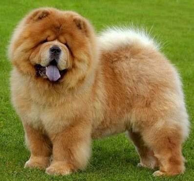 chow chow small puppy