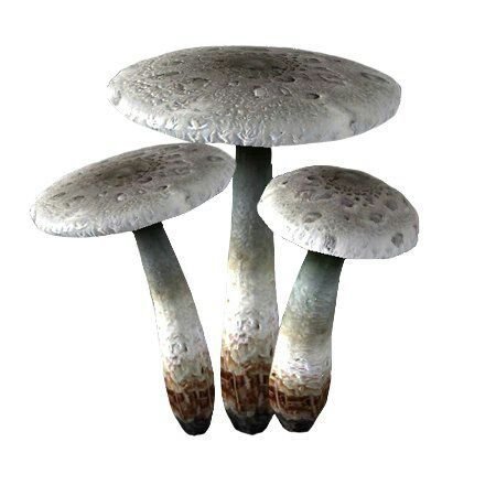 Белянка | Wiki | The Elder Scrolls Rus Amino