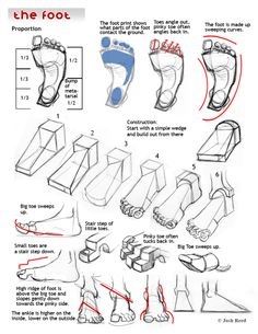 The Foot Anatomy | Wiki | Art Amino