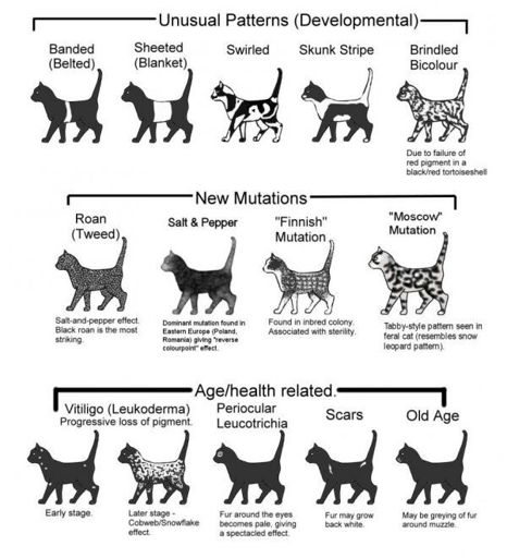 Cat Genetics Guide | Wiki | Warriors Amino