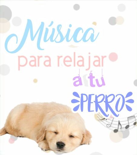 Música para relajar a tu perro Perritos Amino