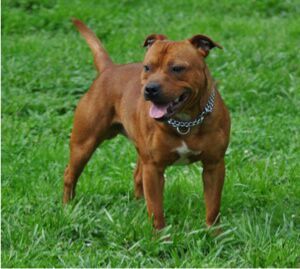 staffordshire bull terrier pied