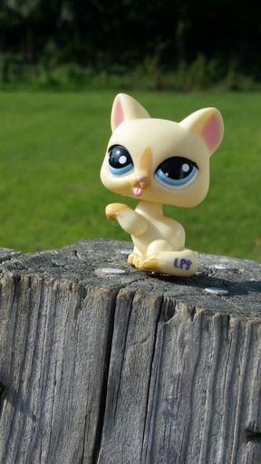 All My Lps Paw Up Cats Lps Amino