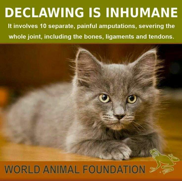 DON'T DECLAW CATS!! Cats Amino
