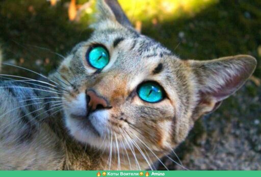 Карма | Wiki | Коты Воители 😺Ролевая😺 Amino