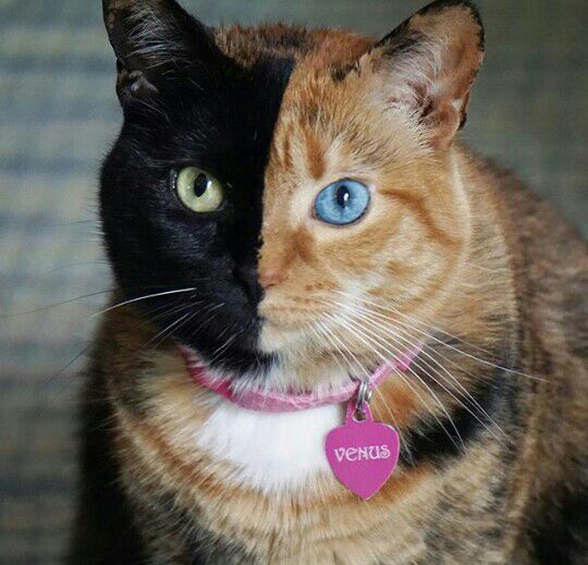venus cat gatos pt