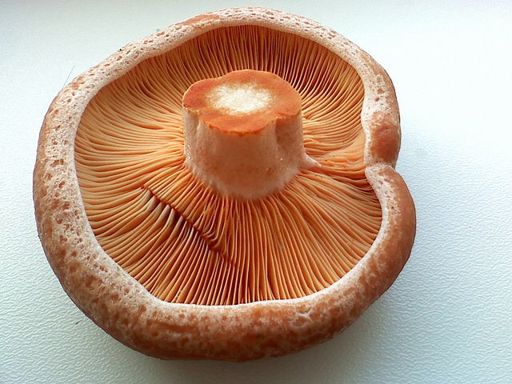 Lactarius Deliciosus Wiki Natural History Amino