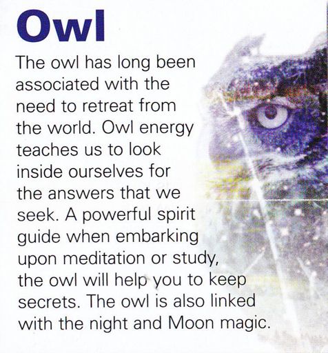 Familiars/Spirit Animals- Owl | Pagans & Witches Amino