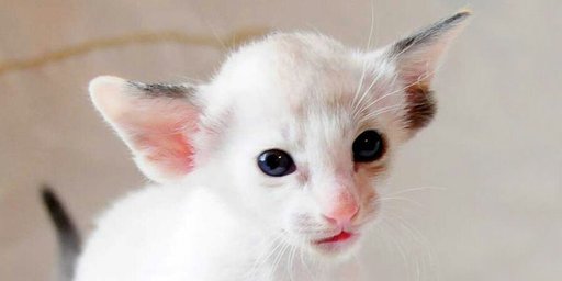 Colorpoint Shorthair Wiki Cats Amino
