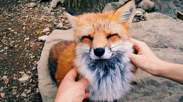 Spirit Animal - The Fox | Pagans &Amp; Witches Amino