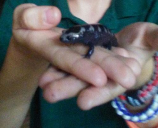 I Caught A Marbled Salamamder Herps And Reptiles Amino